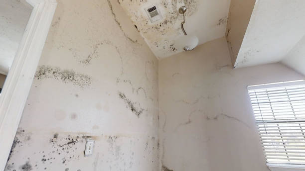 Best Mold Documentation for Insurance Claims  in New Beaver, PA