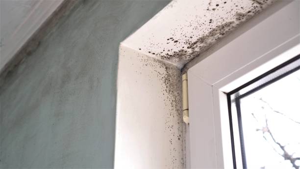 Reliable New Beaver, PA Mold Removal Solutions