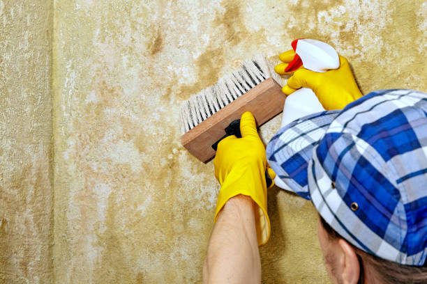 Mold Remediation for Vacation Homes in New Beaver, PA