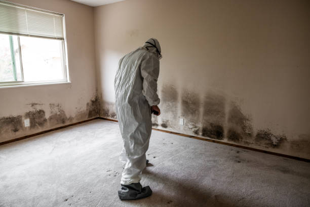 Best Water Damage & Mold Remediation  in New Beaver, PA